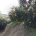 沃柑