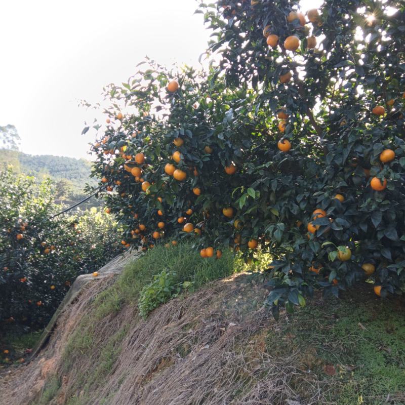 沃柑