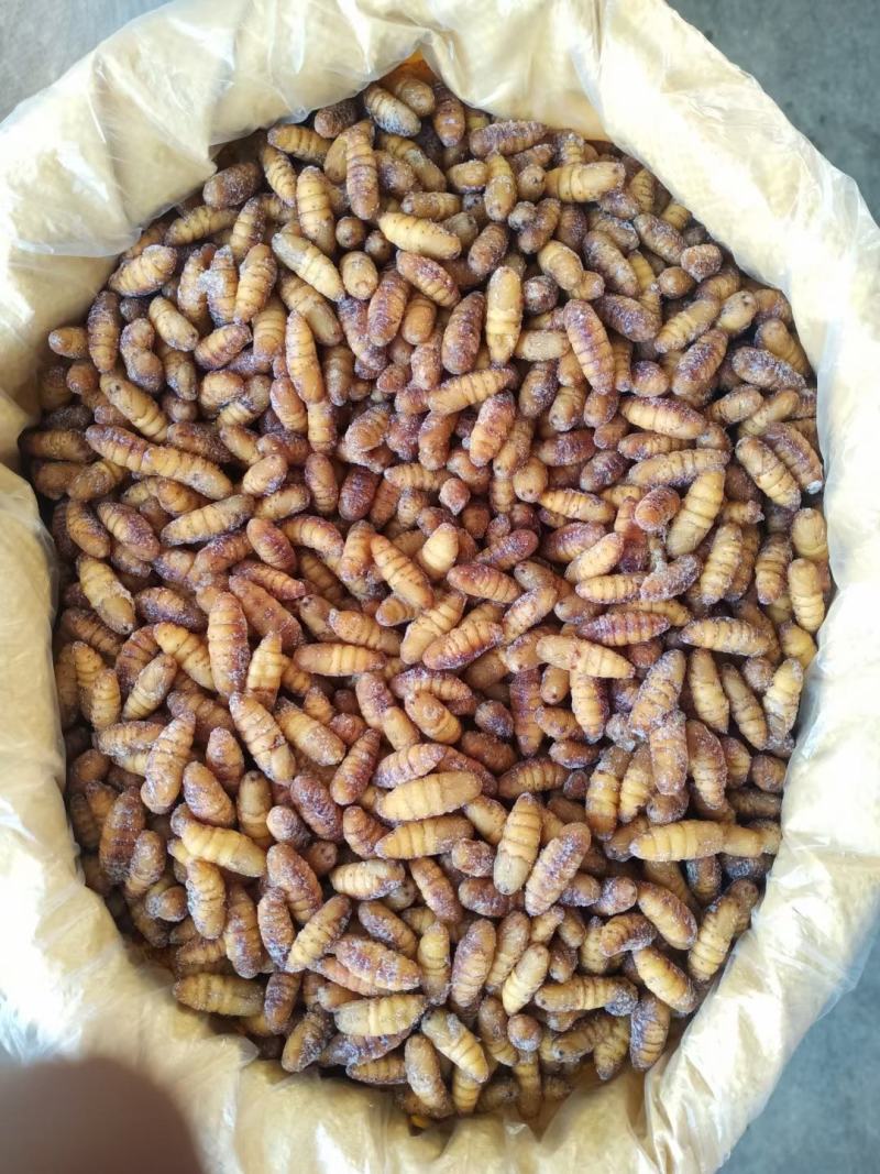 金丝蚕蛹A级B级C级鲜蚕蛹茧蛹常年批发零售量大从优