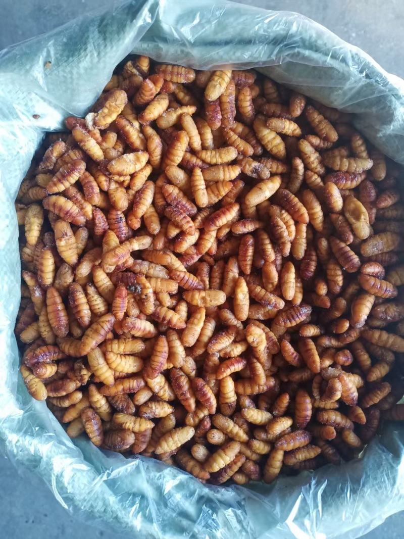 金丝蚕蛹A级B级C级鲜蚕蛹茧蛹常年批发零售量大从优