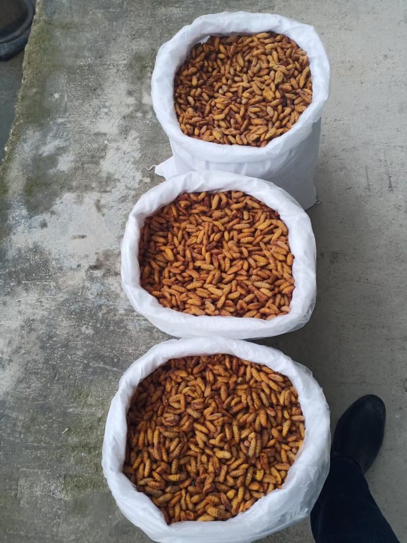 金丝蚕蛹A级B级C级鲜蚕蛹茧蛹常年批发零售量大从优