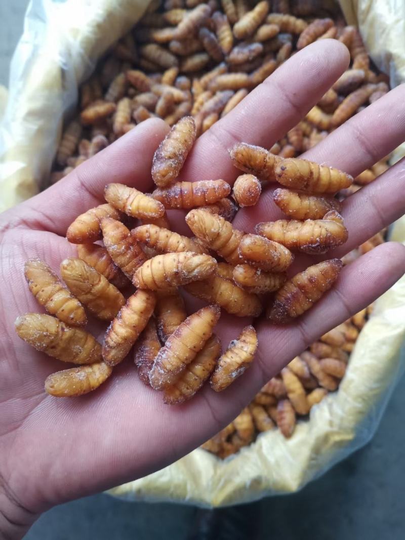 金丝蚕蛹A级B级C级鲜蚕蛹茧蛹常年批发零售量大从优
