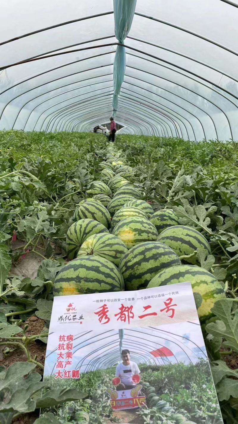 秀都二号西瓜种子大红瓤瓜个大酥脆易管理耐裂性好经济效益高