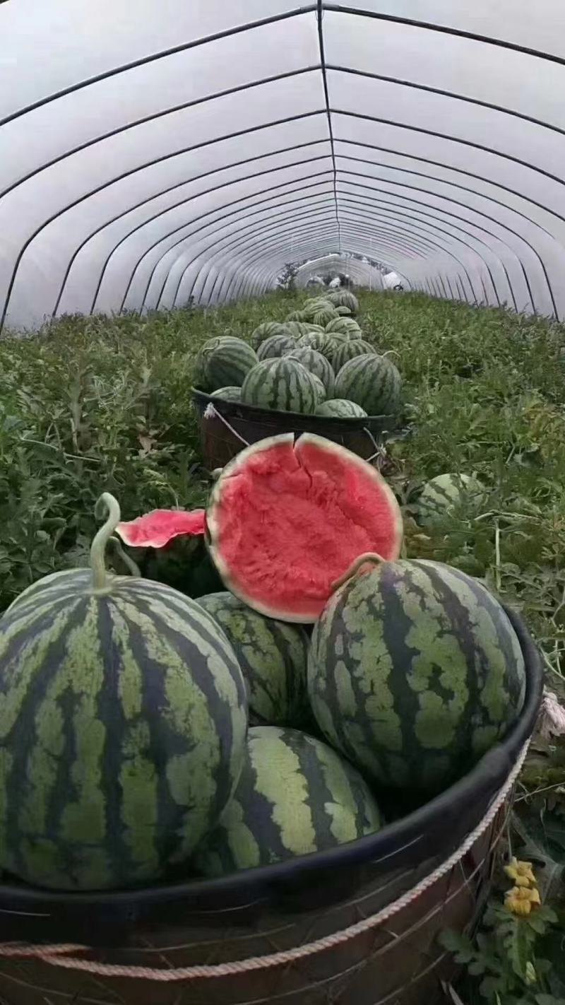 秀都二号西瓜种子大红瓤瓜个大酥脆易管理耐裂性好经济效益高