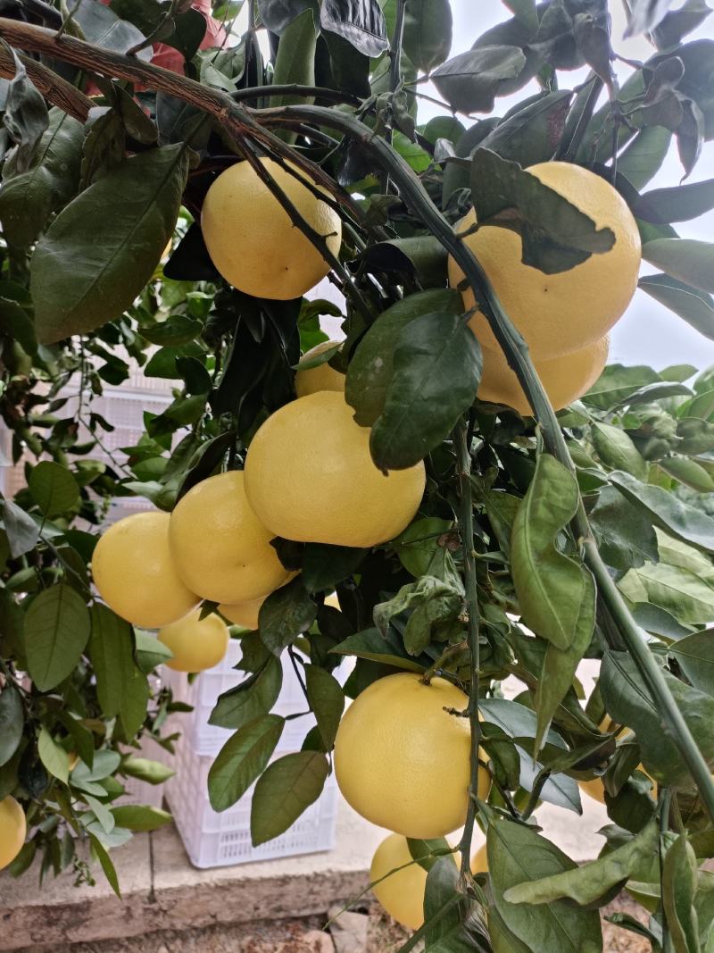 福建爆汁款葡萄柚，汁水充足，一款水果饮料