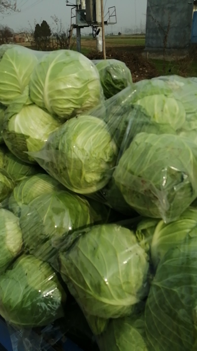 精品圆包菜，市场货，工厂产地货，产地直供，货源充足