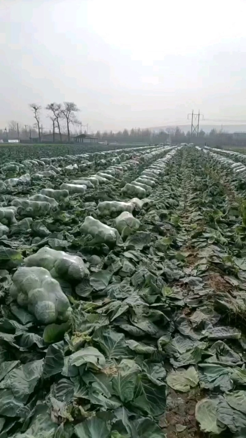 精品圆包菜，市场货，工厂产地货，产地直供，货源充足