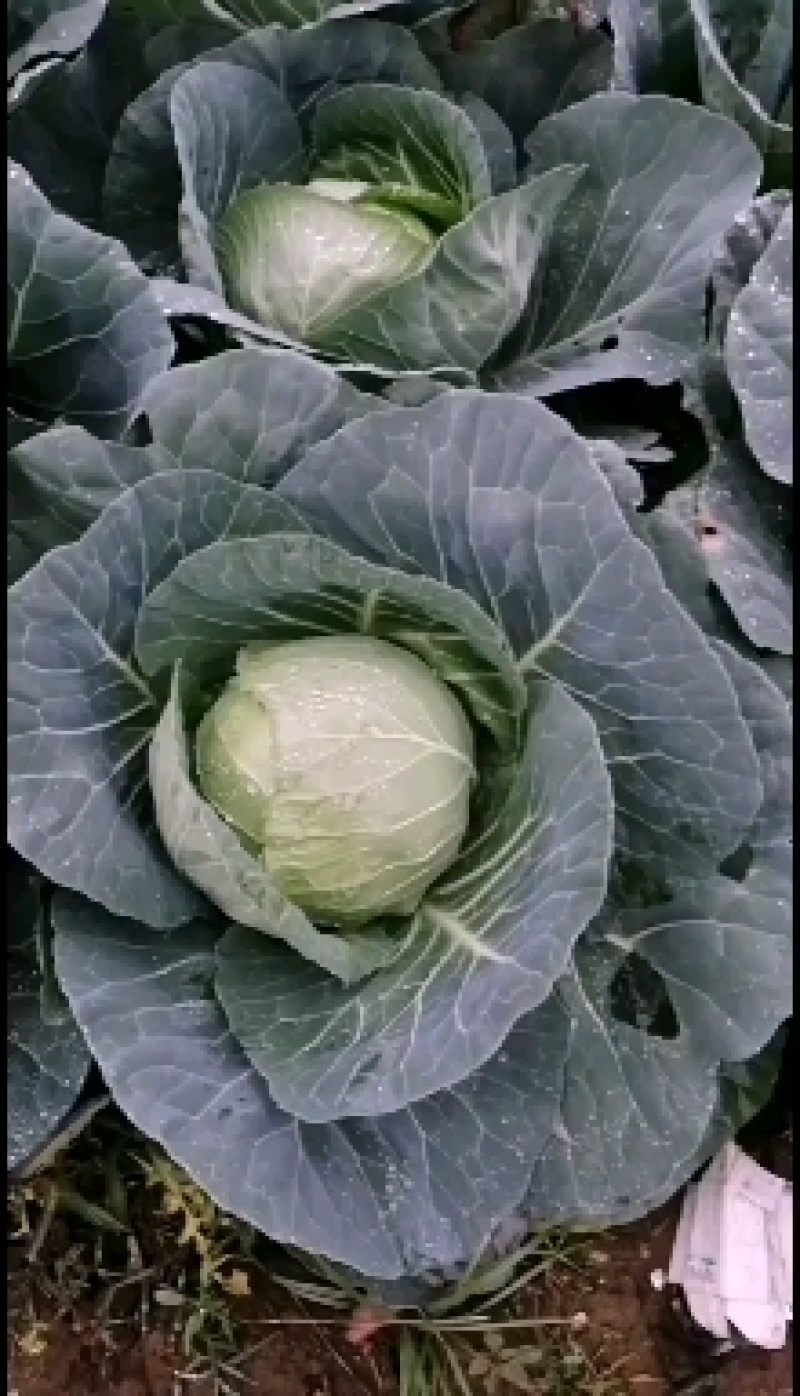 精品圆包菜，市场货，工厂产地货，产地直供，货源充足