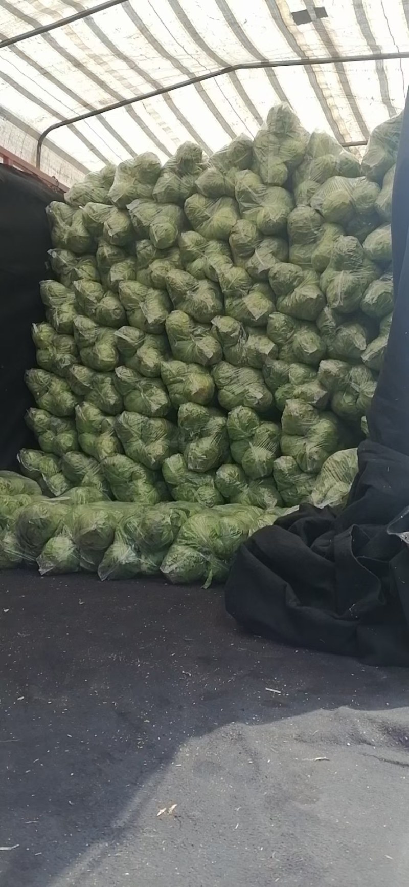 精品圆包菜，市场货，工厂产地货，产地直供，货源充足