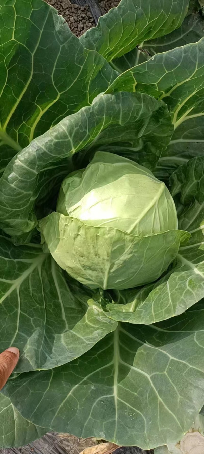 精品圆包菜，市场货，工厂产地货，产地直供，货源充足