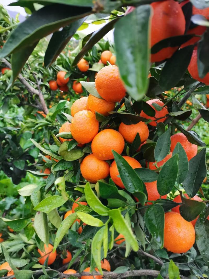 蜜桔，东方红蜜桔大量上市，货源充足保质保量，欢迎来电洽谈