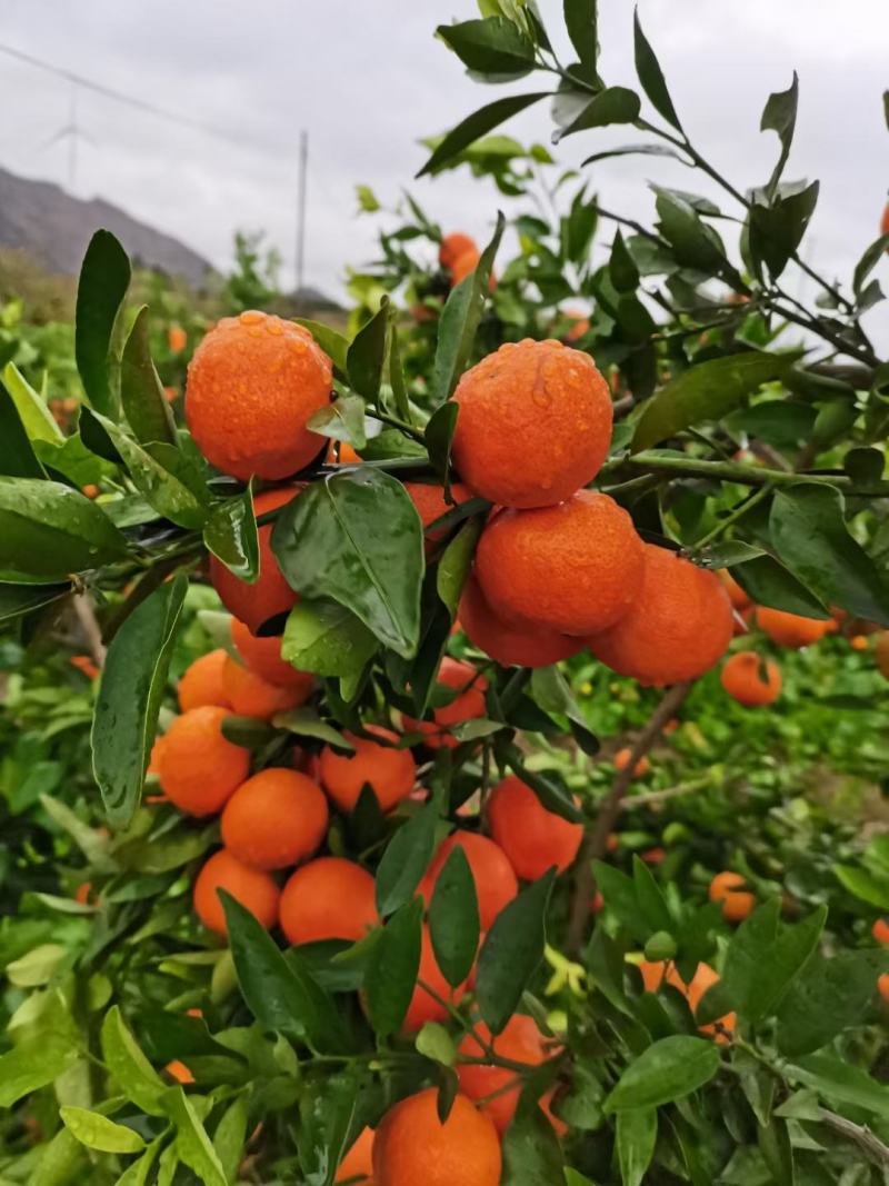 蜜桔，东方红蜜桔大量上市，货源充足保质保量，欢迎来电洽谈