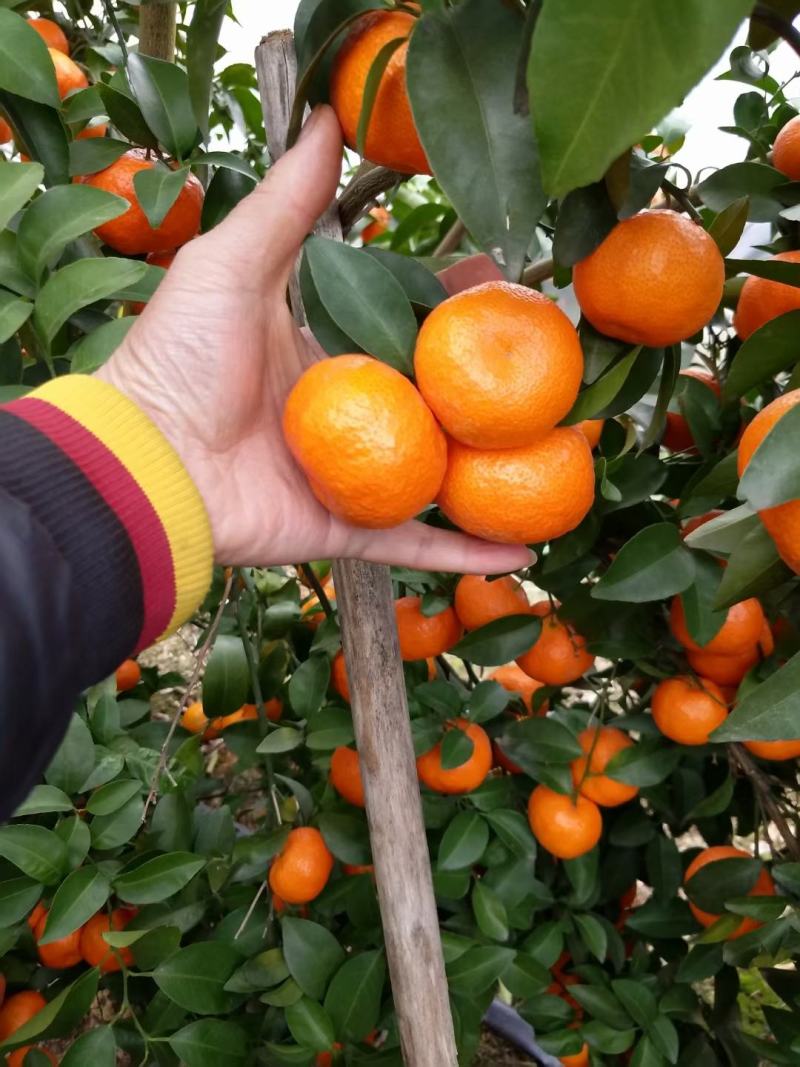 盖膜精品砂糖橘，货源充足，保质保量，有需要的可以来电咨询