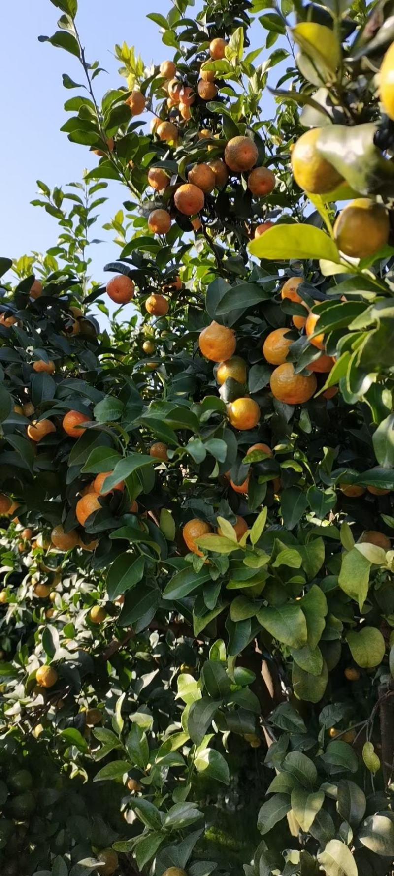 盖膜精品砂糖橘，货源充足，保质保量，有需要的可以来电咨询