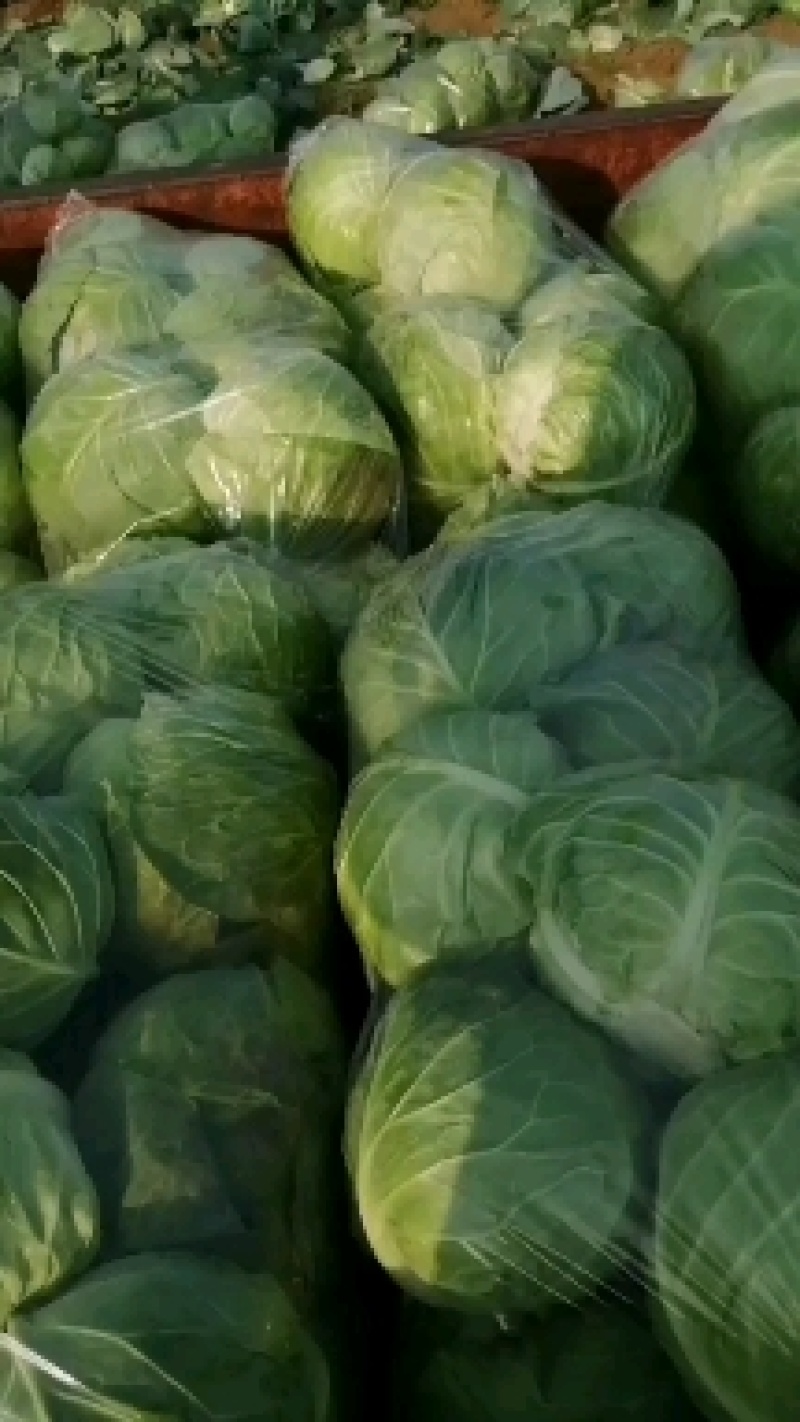 精品圆包菜，市场货，工厂产地货，产地直供，货源充足