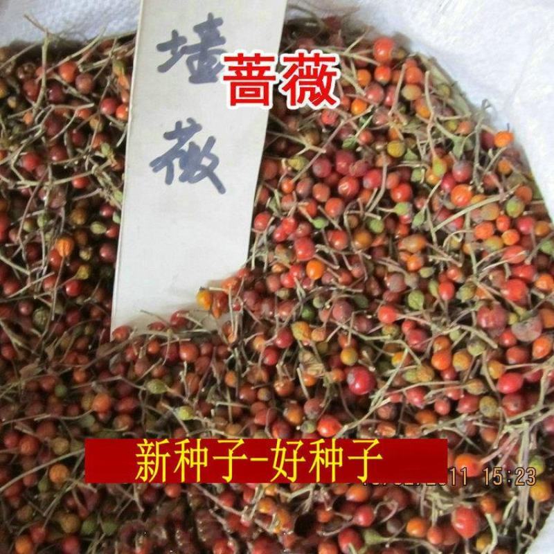 蔷薇种子多花蔷薇爬藤四季播种不断开花绿植盆栽花卉赛月季种