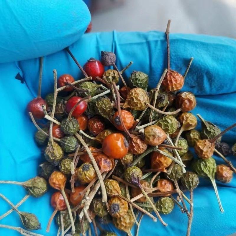 蔷薇种子多花蔷薇爬藤四季播种不断开花绿植盆栽花卉赛月季种
