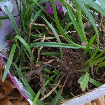 兰花草不知道什么品种