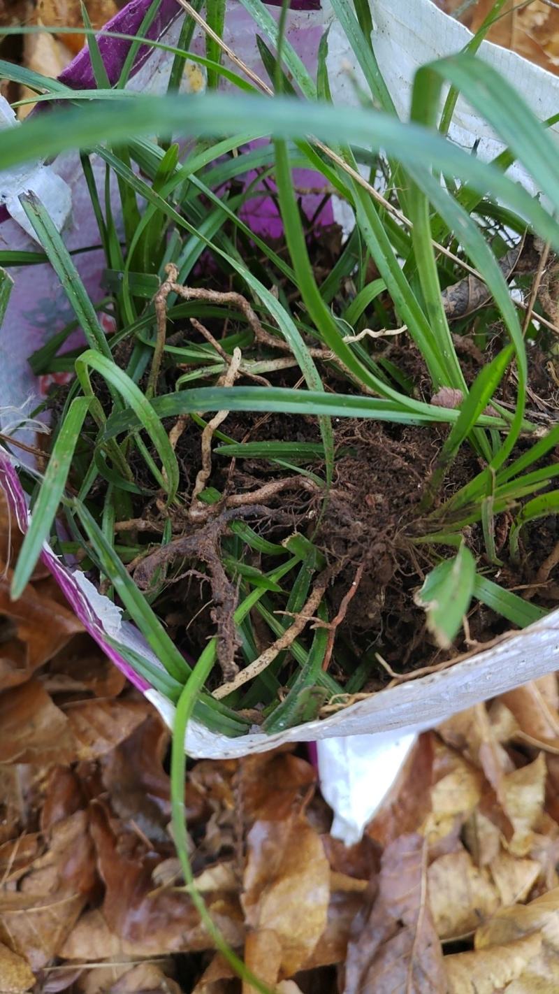 兰花草不知道什么品种