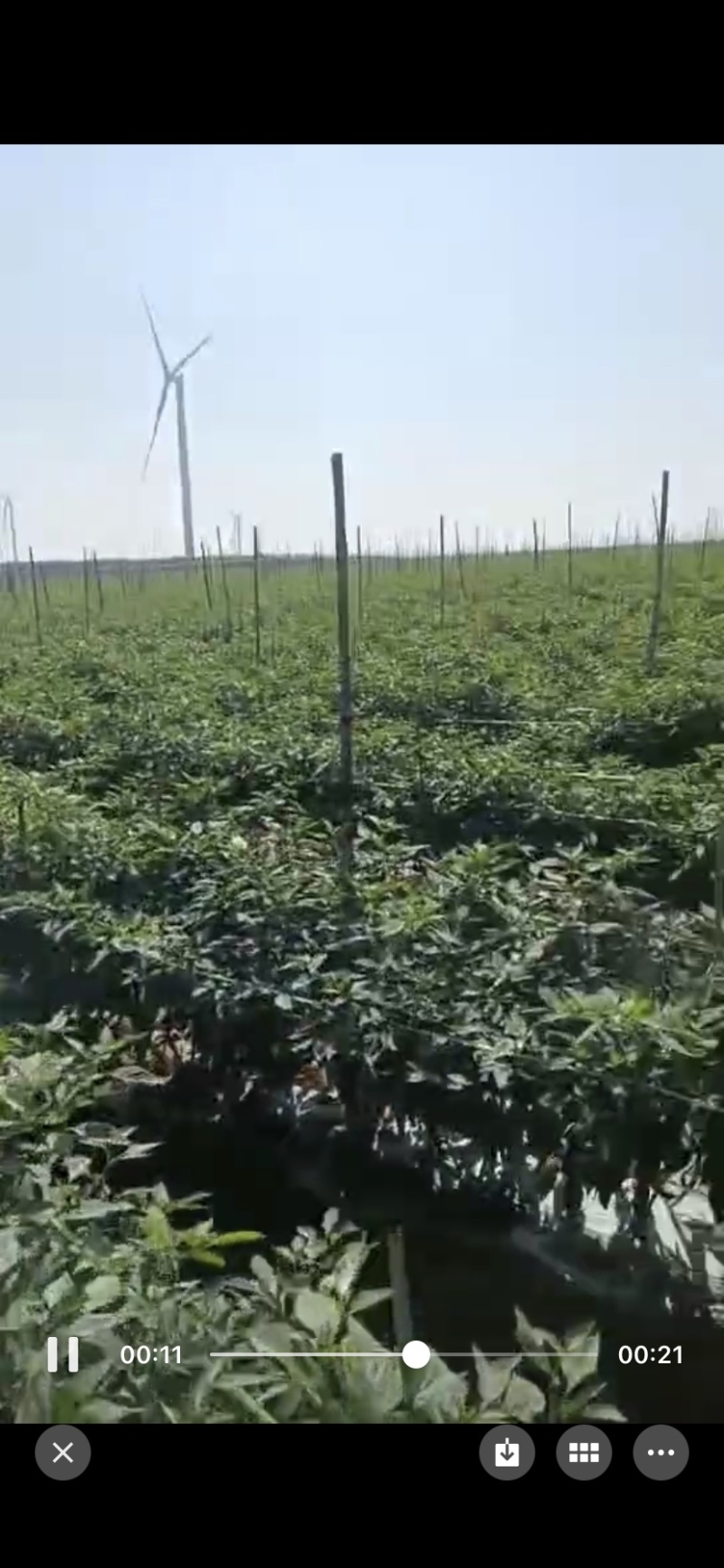 【推荐】徐闻精品线椒，大量现货，欢迎来点咨询订购可整车