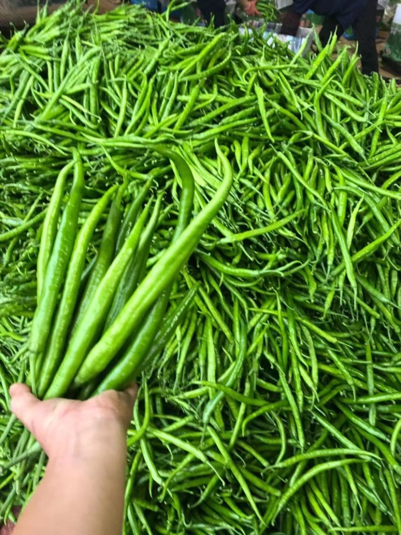 【推荐】徐闻精品线椒，大量现货，欢迎来点咨询订购可整车