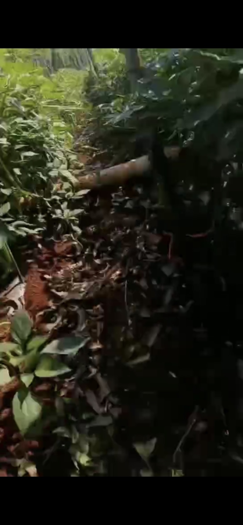 【推荐】徐闻精品线椒，大量现货，欢迎来点咨询订购可整车