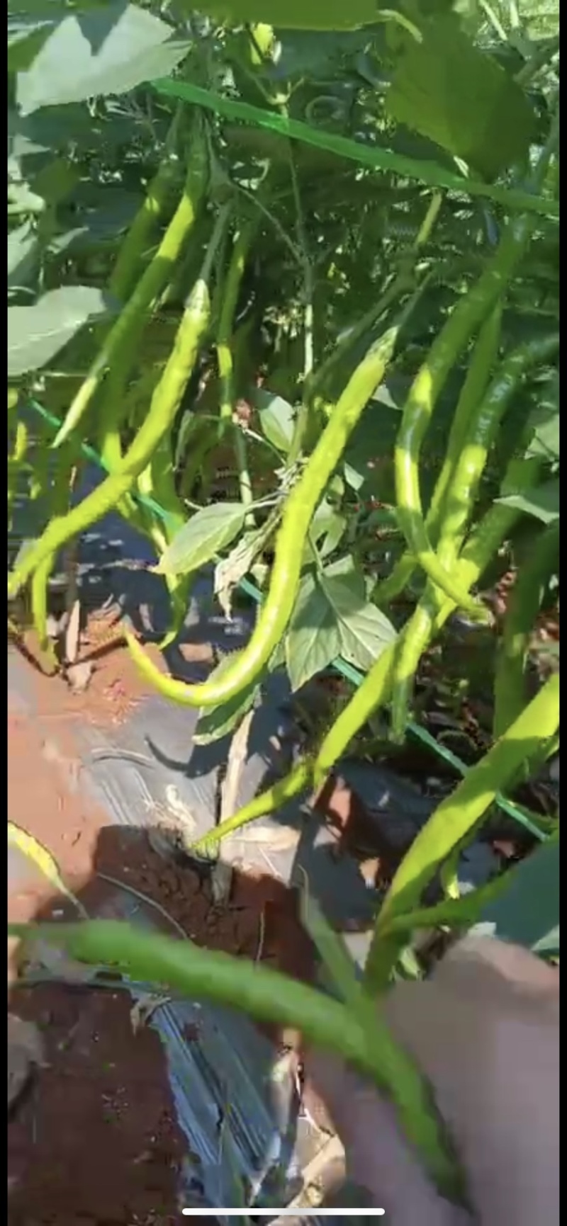 【推荐】徐闻精品线椒，大量现货，欢迎来点咨询订购可整车