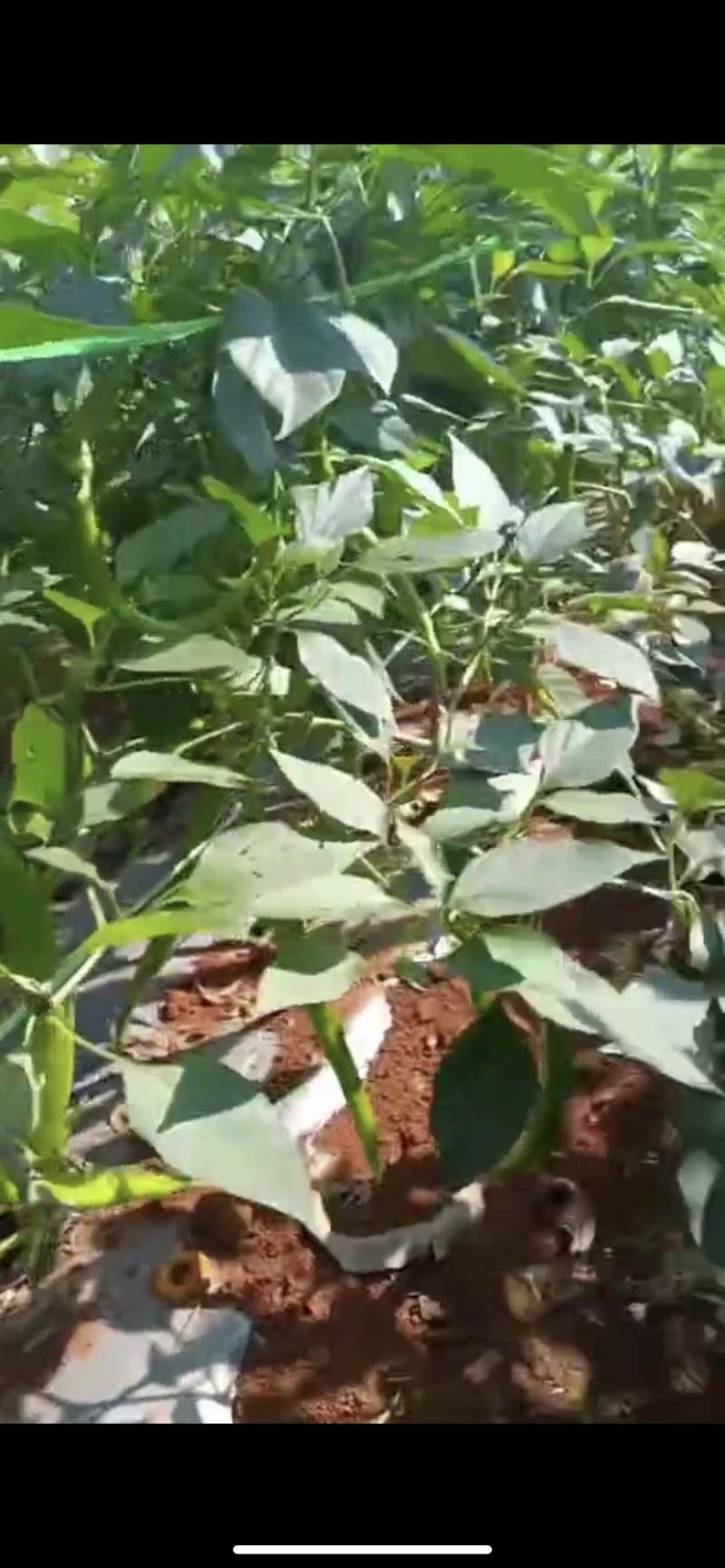 【推荐】徐闻精品线椒，大量现货，欢迎来点咨询订购可整车