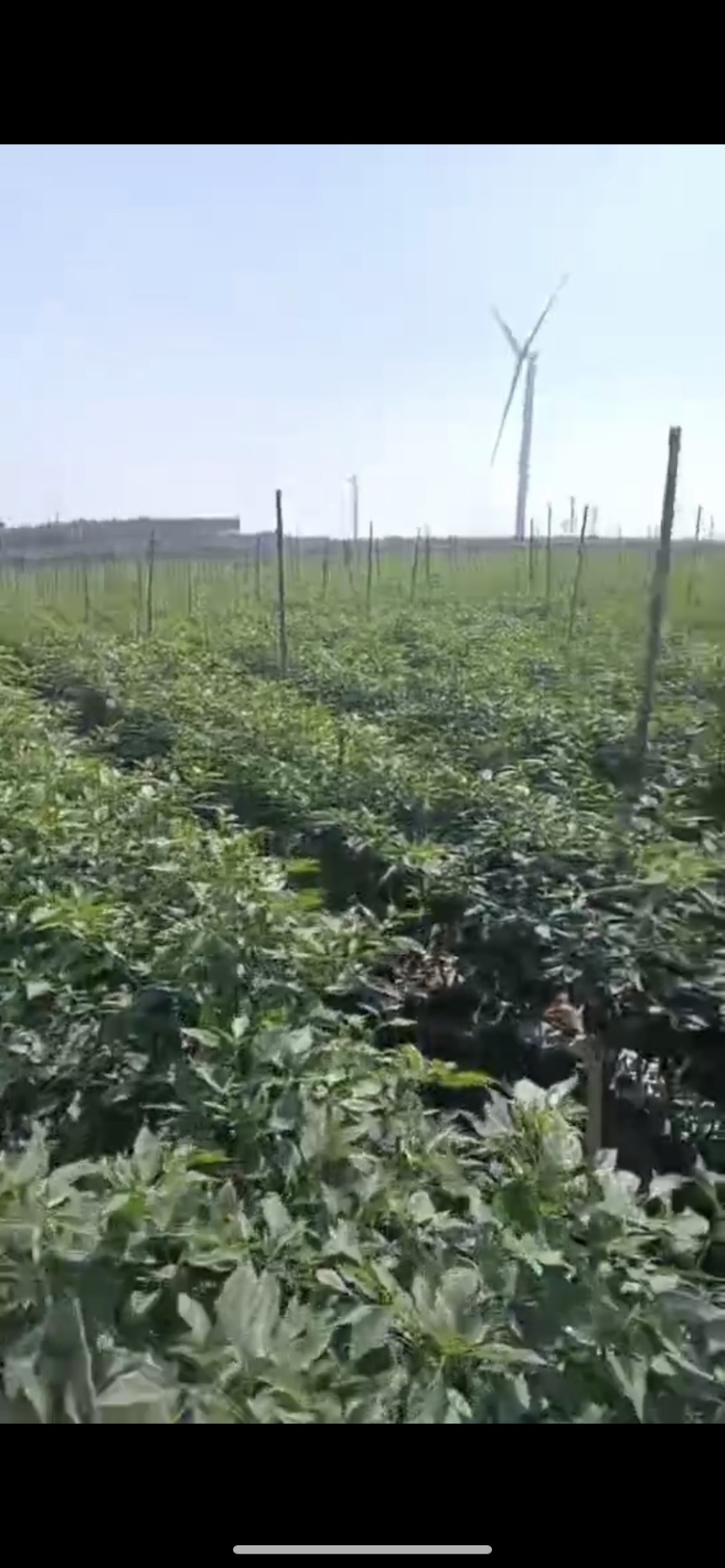 【推荐】徐闻精品线椒，大量现货，欢迎来点咨询订购可整车