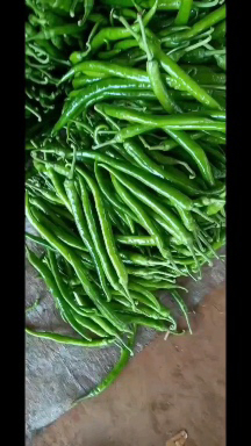【推荐】徐闻精品线椒，大量现货，欢迎来点咨询订购可整车