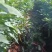【推荐】徐闻精品线椒，大量现货，欢迎来点咨询订购可整车