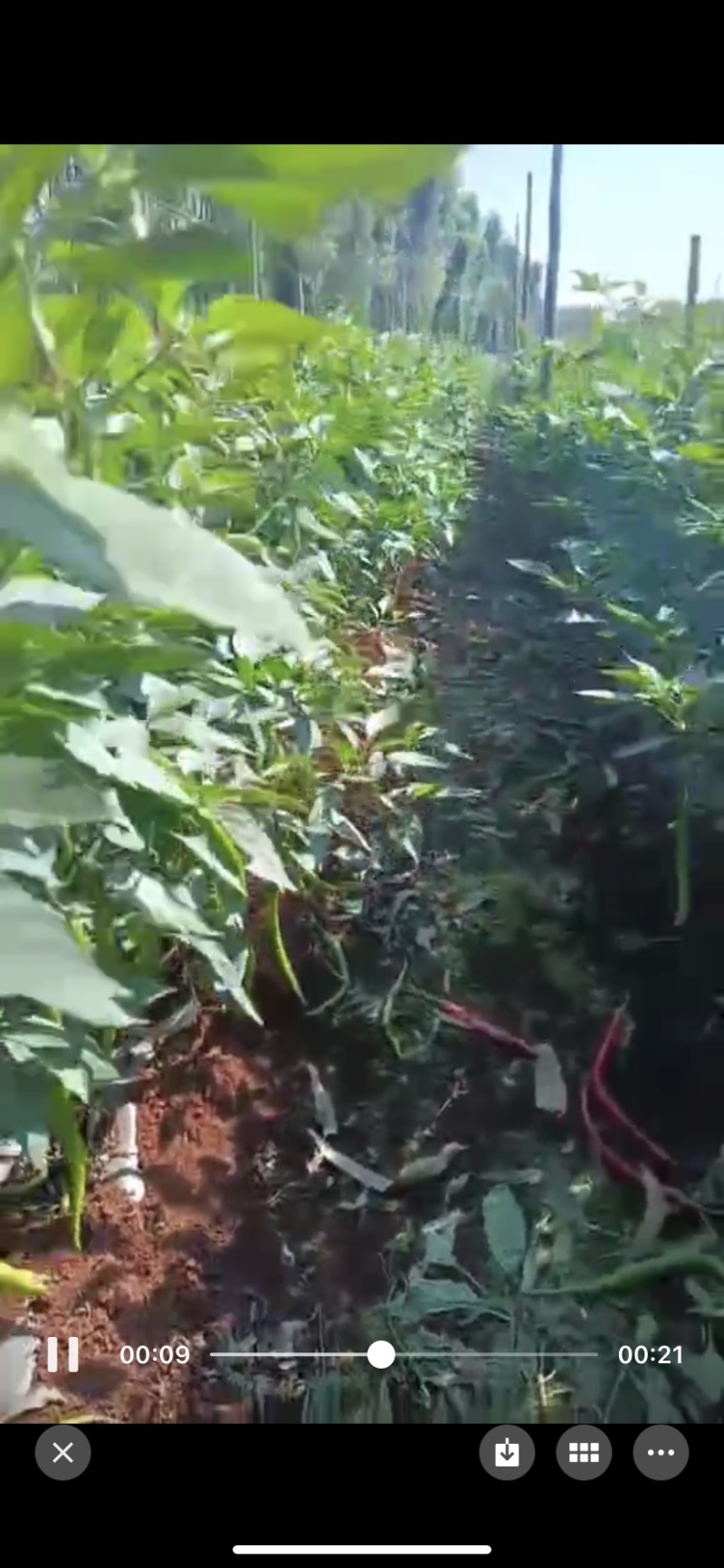 【推荐】徐闻精品线椒，大量现货，欢迎来点咨询订购可整车
