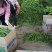 【推荐】徐闻精品线椒，大量现货，欢迎来点咨询订购可整车