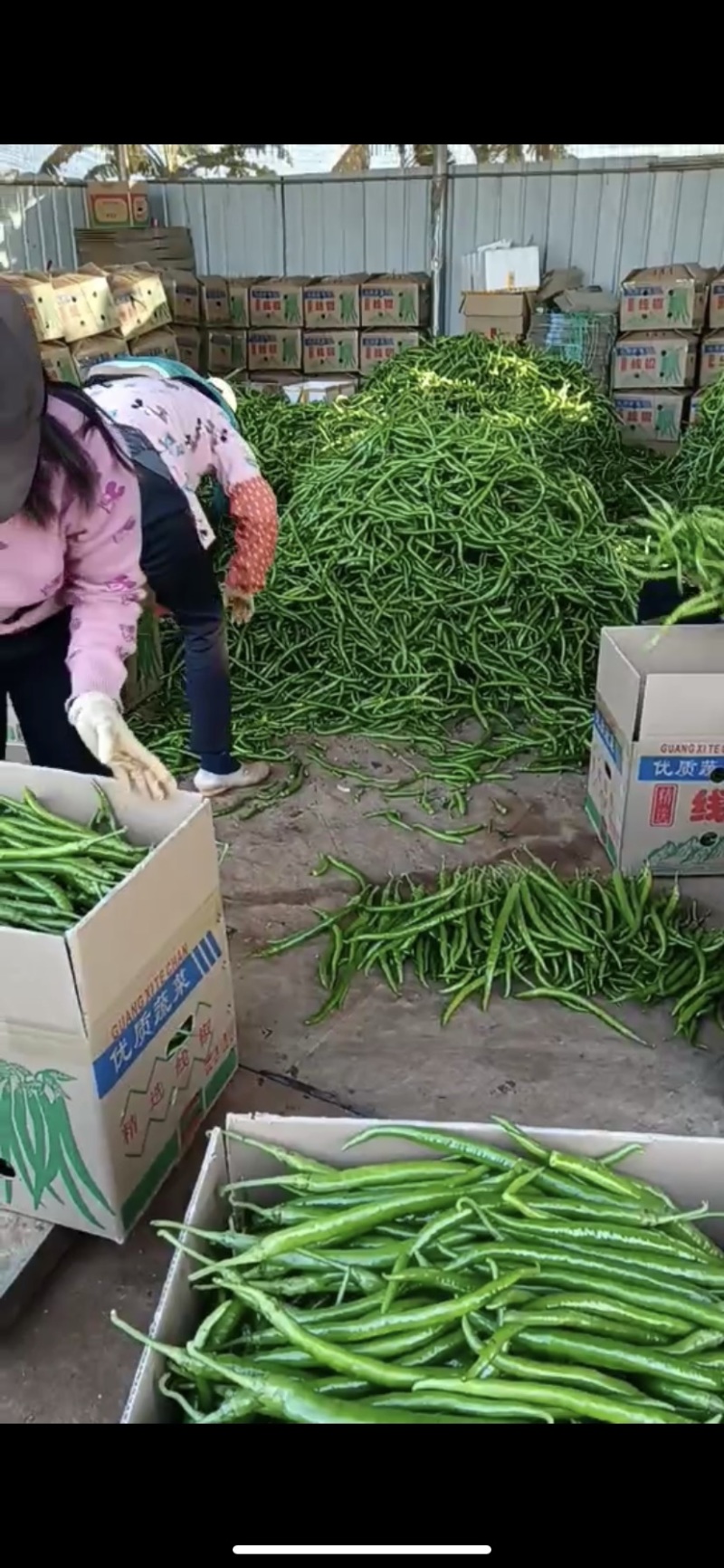 【推荐】徐闻精品线椒，大量现货，欢迎来点咨询订购可整车