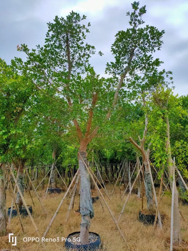 小叶榕5～20公分的都有，需要的可以联系