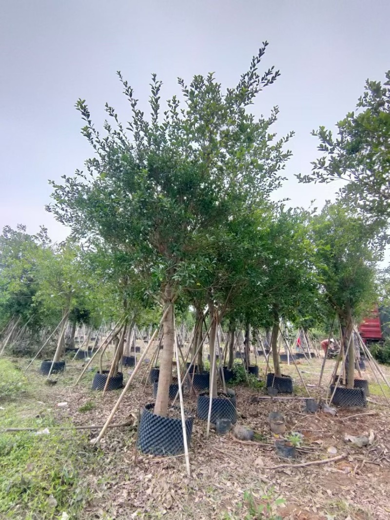 小叶榕5～20公分的都有，需要的可以联系