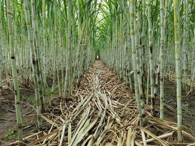 一位身穿白大褂的中医师在诊室内手持青甘蔗与红甘蔗样本,向一名中年女性患者讲解不同甘蔗的食疗功效,桌上摆放着中药柜与健康饮食手册,环境整洁专业 中医师正在为患者讲解甘蔗食疗方案