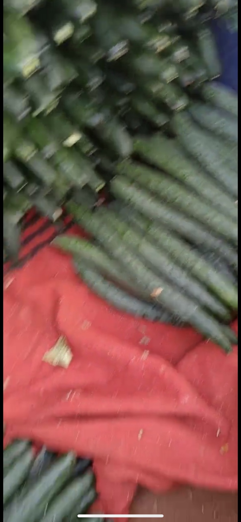 【推荐】徐闻县精品黄瓜，货量大，品质好，可走整车批发