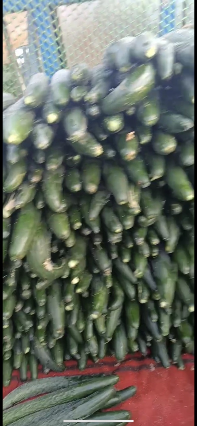 【推荐】徐闻县精品黄瓜，货量大，品质好，可走整车批发
