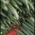 【推荐】徐闻县精品黄瓜，货量大，品质好，可走整车批发