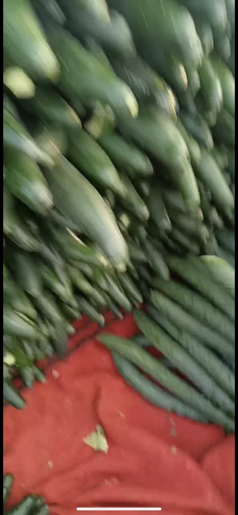 【推荐】徐闻县精品黄瓜，货量大，品质好，可走整车批发