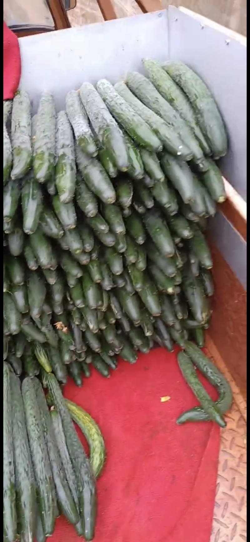 【推荐】徐闻县精品黄瓜，货量大，品质好，可走整车批发