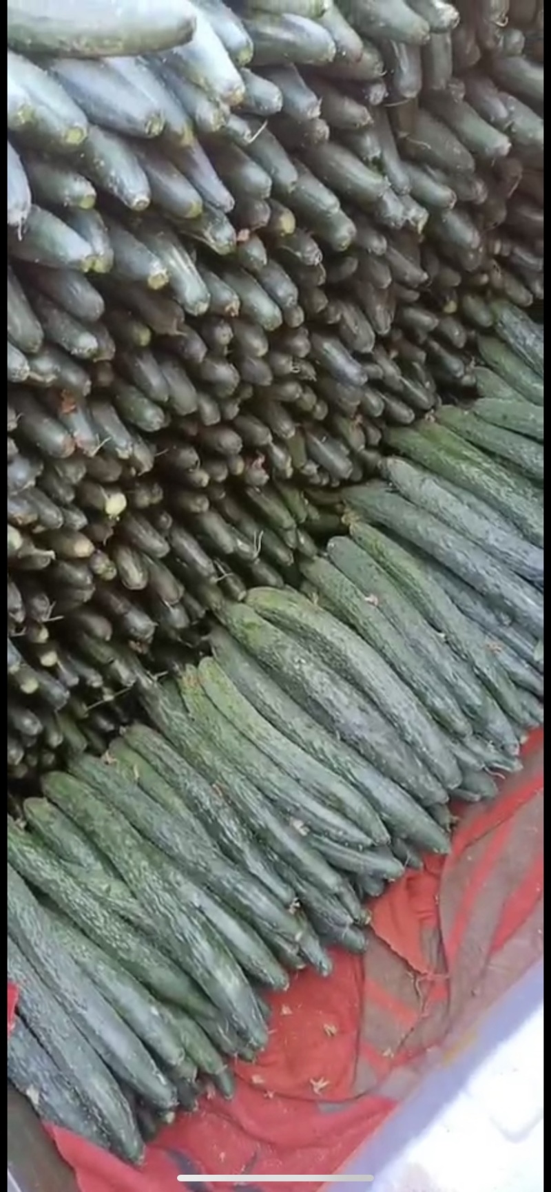 【推荐】徐闻县精品黄瓜，货量大，品质好，可走整车批发