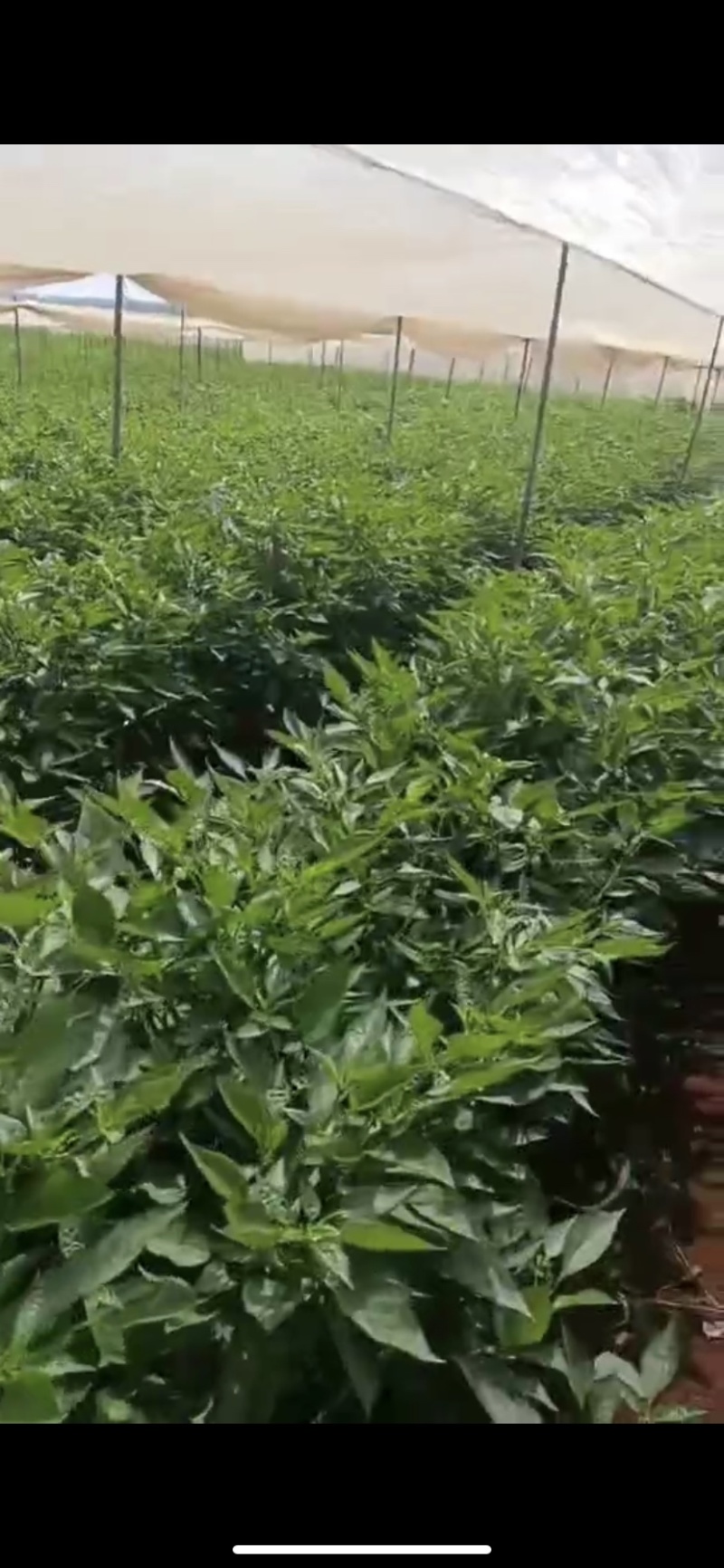 【精品】徐闻县精品螺丝椒，大量现货，可走整车批发！