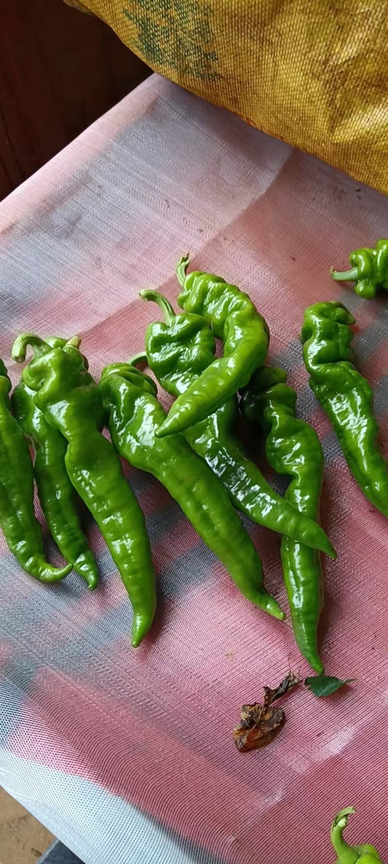 【精品】徐闻县精品螺丝椒，大量现货，可走整车批发！