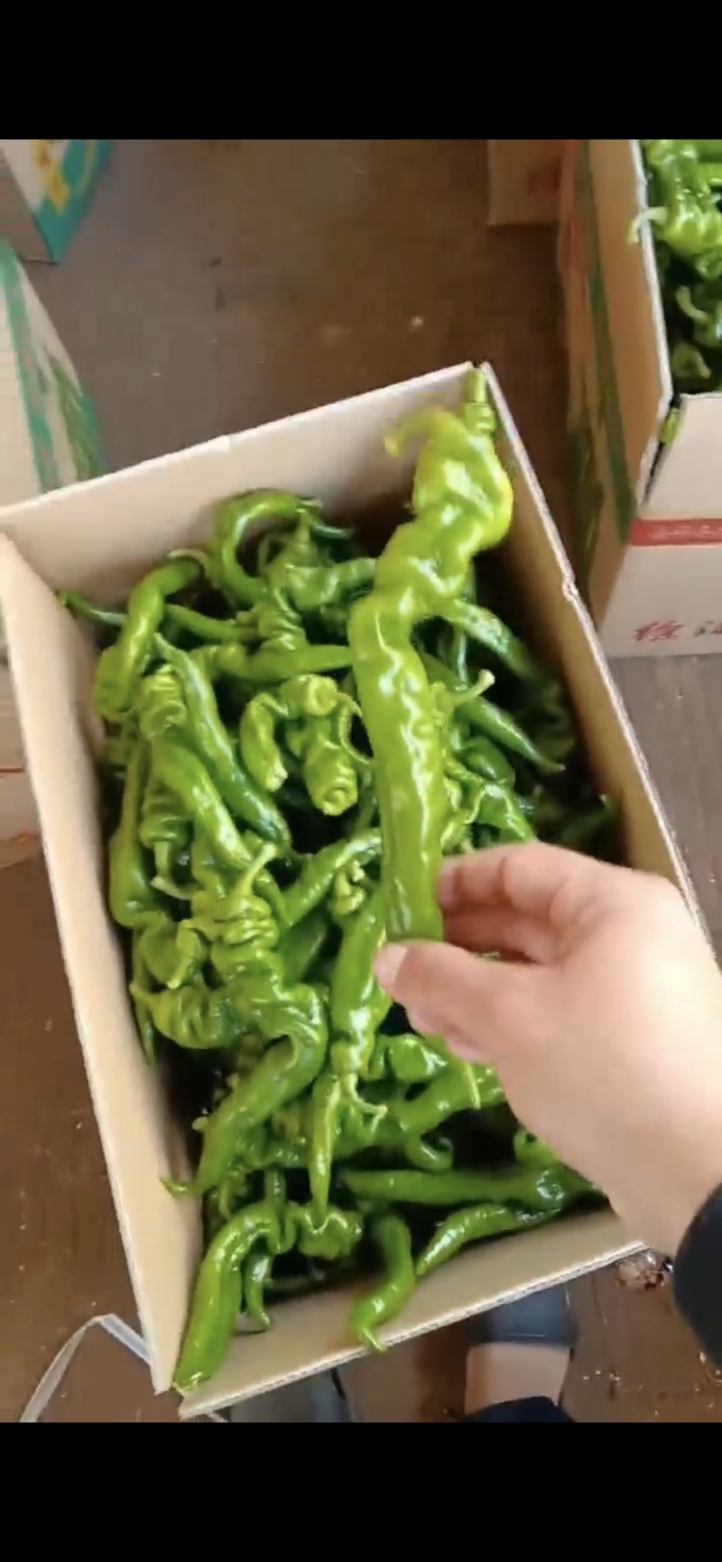 【精品】徐闻县精品螺丝椒，大量现货，可走整车批发！