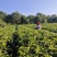 2023年英德红茶英红九号花果香红茶冬茶