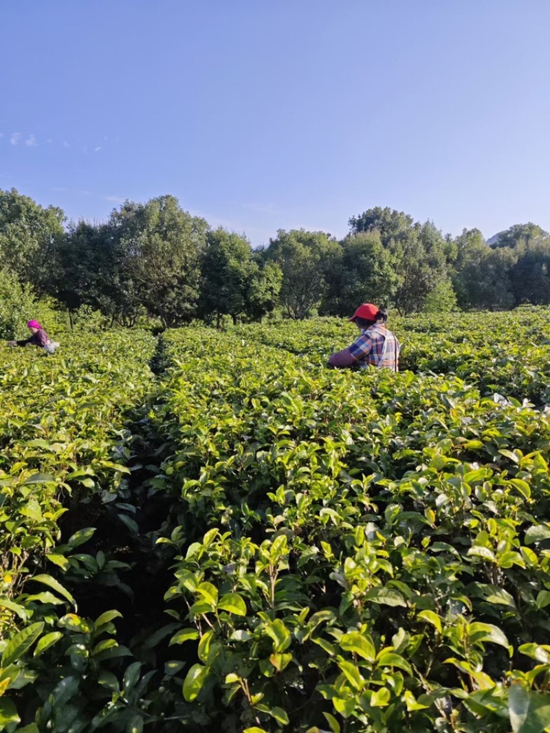 2023年英德红茶英红九号花果香红茶冬茶
