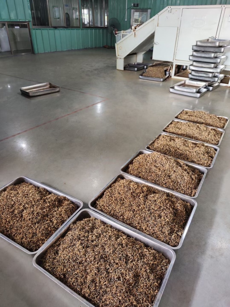 2023年英德红茶英红九号花果香红茶冬茶