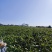2023年英德红茶英红九号花果香红茶冬茶